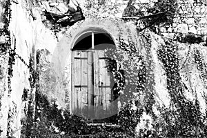 Wooden door and ivy one