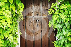 Wooden door overgrown with ivy