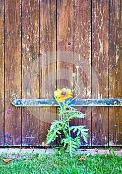 Wooden door with red poppy