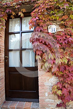 Wooden door sorrounded by climbing plant