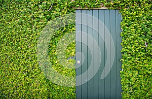 The wooden door in the wall covered with green ivy.