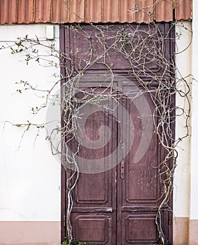 Wooden door and wall overgrown with a plant. Abandoned house co