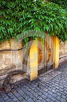 Wooden doors covered by green leaves