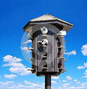 Wooden dovecote with pigeons