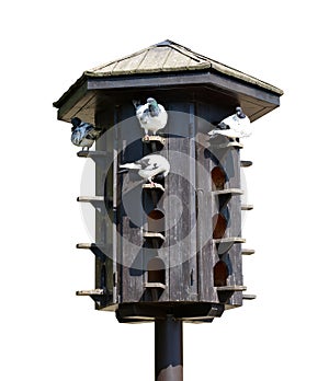 Wooden dovecote with pigeons