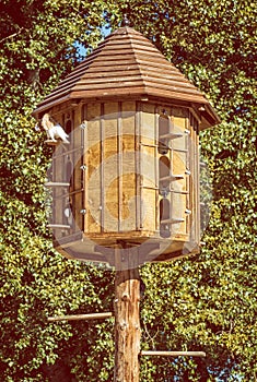Wooden dovecote with pigeons in forest