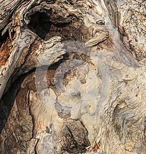 Wooden driftwood with hole and varied patterns in black and gray