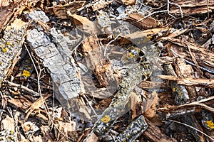 Wooden dry bark and slivers firewood