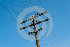 A wooden, electric pole by the railroad tracks