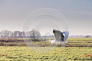 Wooden farm fencing and in focus a low flying Great Blue Heron, Ardea cinerea,