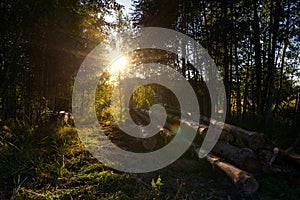 Wooden felling in the wood, logs lie nearby. Decline.