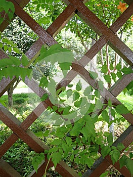 Wooden fence