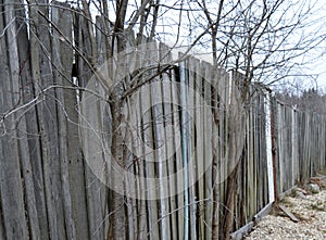 Fence, wood, forest, tree, nature, winter, sky, beach, landscape, wooden, birch, white, sand, old, blue, pattern, wall, grass, tre