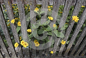 Wooden fence as demarcation to other land