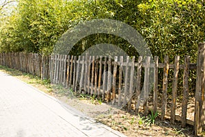 The wooden fence, bamboo leaves