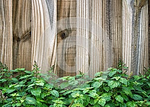 Wooden fence behind patchouli plant