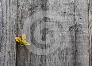 Wooden fence with climber yellow and green leaves in garden,Background Grey wood wall with copy space,Backdrop Structure of a