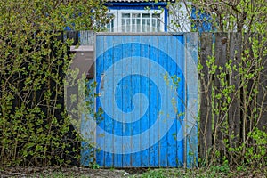 Wooden fence and closed blue door overgrown with green vegetation