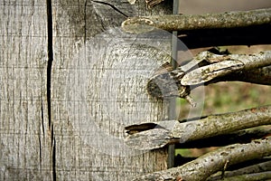 Wooden Fence, CloseUp Branches, High Contrast