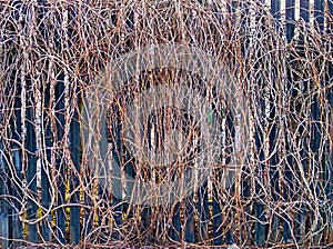 A wooden fence covered with dry branches of grapes