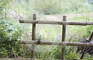 Wooden fence with Eurasian Jay