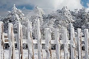 Wooden fence in frost on the winter forest background