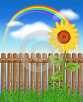 Wooden fence on green grass with sunflower