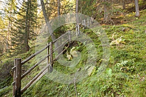 Wooden fence inside a typical forest of larches in the Italian A