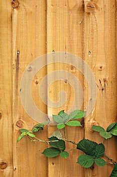 Wooden fence with leaves