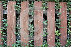 Wooden fence with leaves and plants on it