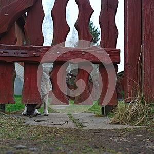 Wooden fence and a locked doo