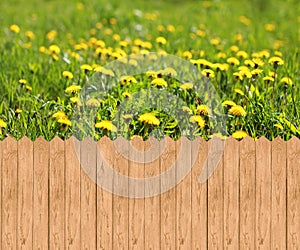 Wooden fence and meadow with dandelions