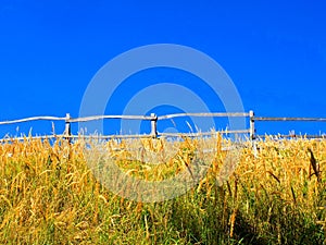 Wooden fence on meadow in wild nature