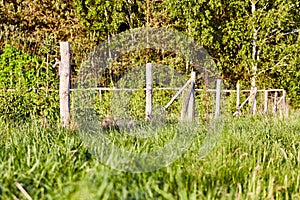 Wooden fence with a metal grid separating the crop of young trees from the meadow.