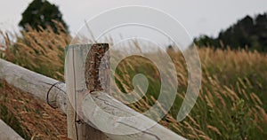 Wooden fence with native grasses blowing in the wind