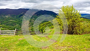 wooden fence near the trees on the grassy hill