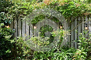 Wooden fence overgrown with green ivy