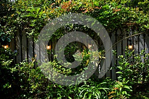 Wooden fence overgrown with green ivy