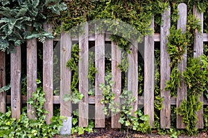 Wooden fence overgrown with green ivy and juniper. Cozy courtyard in a provincial town. Close-up.