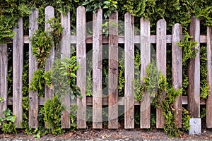 Wooden fence overgrown with green ivy and juniper. Cozy courtyard in a provincial town. Close-up.
