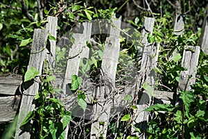 Wooden fence overgrown with ivy