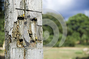 Wooden fence post