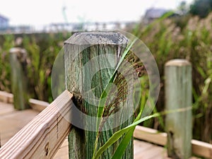 Wooden fence post with green grass