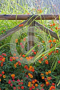 Wooden fence surrounded by colorful flowers