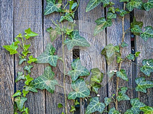 Wooden fence wall made of planks panels covered with  ivy.