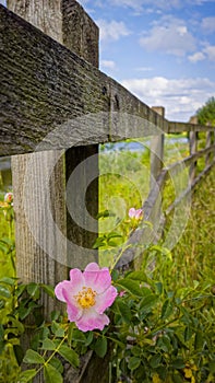 Wooden Fence with Wild Flower - English Countryside