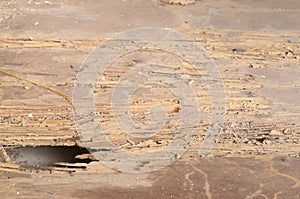 Wooden floor in abandened old house destroyed by termites, background texture concept