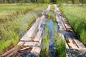 Wooden flooring from the boards through the swamp