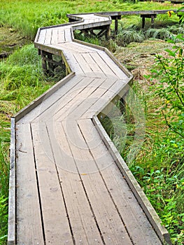Wooden flooring pathway over the swampy terrain