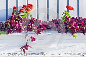 Wooden flowerbed with tradescantia and red geranium